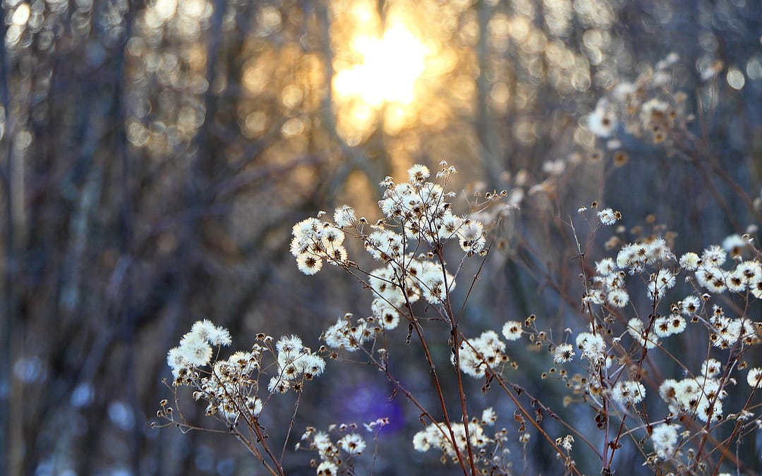 Making Distinctions: Resolutions and Intentions for the New Year